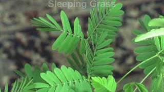 Mimosa Pudica - The Sensitive Plant