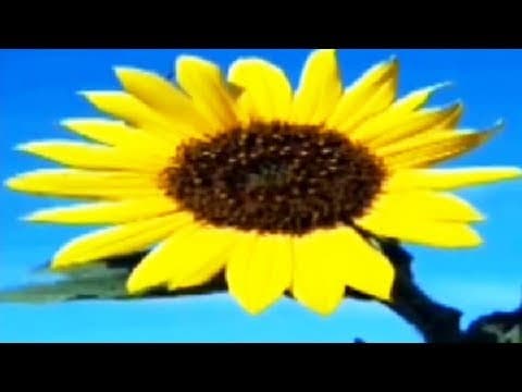 Learn About Colours - रंग - Preschool Learning For Kids – Hindi Educational Video