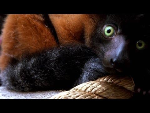 Wild Inside the National Zoo- Primate Parenthood