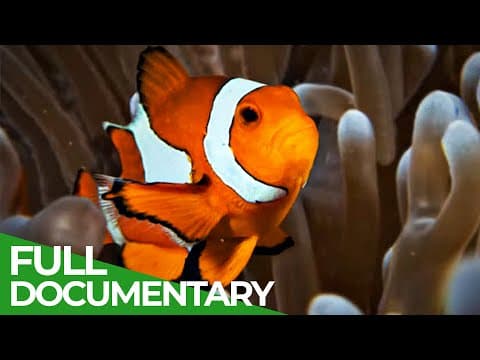 Underwater defenses-race of life-episode 11-owner free documentary nature