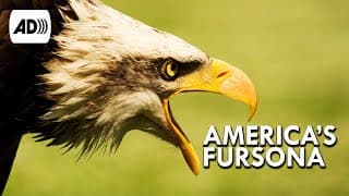 Bald Eagle | Described Video