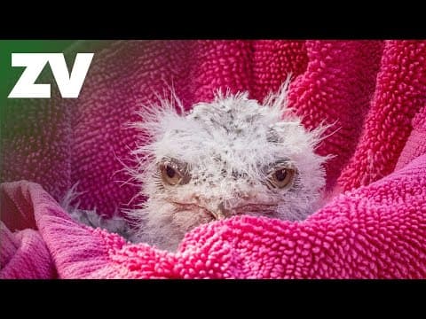 Tawny Frogmouth chicks look like muppets - YouTube