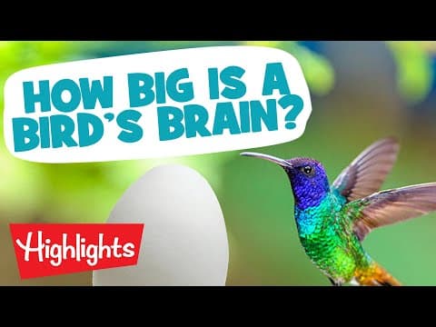 BRILLIANT BIRDS | Laugh, Learn and Play | 2020 Compilation