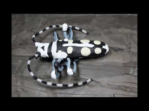 Fungal Control of the Asian Longhorned Beetle - YouTube