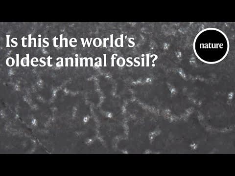 Is this the world's oldest animal fossil? - YouTube