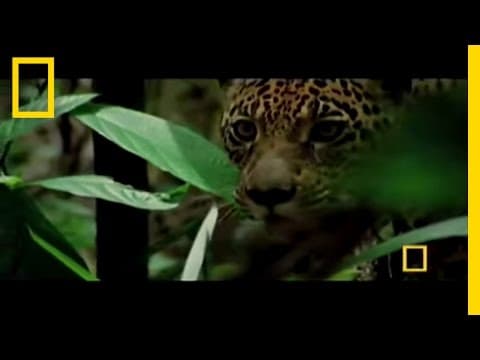 Big Cats | National Geographic - YouTube