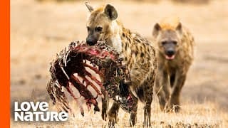 Spotted Hyena Clan Feeding Frenzy