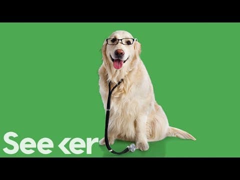 Can Pets Make Us Healthier?