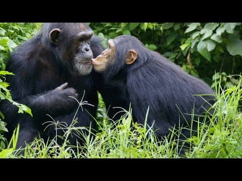 Like Humans, Chimps Learn Behavior From One Another - YouTube