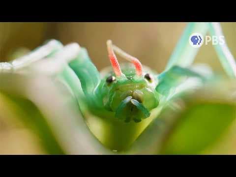 This Stick Insect Has a Peppermint-Scented Secret Weapon | Deep Look - YouTube