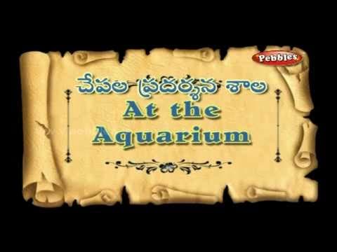 చేపల ప్రదర్శన - ప్రీ స్కూల్ పదాలు - words and sentences - gold fish - aquarium
