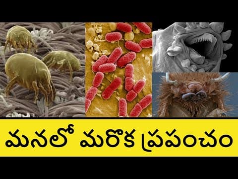 Inside the Human Body in Telugu