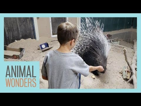 Are Exotic Animals Safe For Kids?