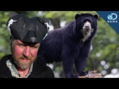 How to make an origami “Spectacled” Andean Bear hat