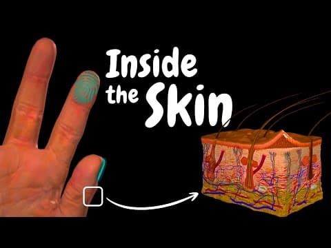 Skin Anatomy | Integumentary System (Special Senses)