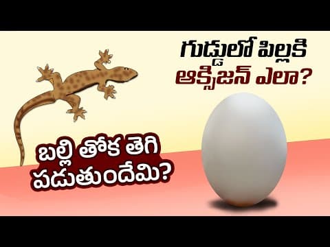 Interesting Facts in Telugu | why gecko loses tail | why snake flick its tongue | Telugu Facts