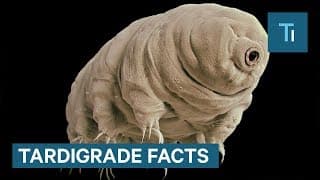Meet The 'Water Bear': A Nearly Invincible Creature