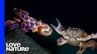 Octopus vs. Crab Battle