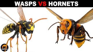 What is the Difference Between Wasps and Hornets