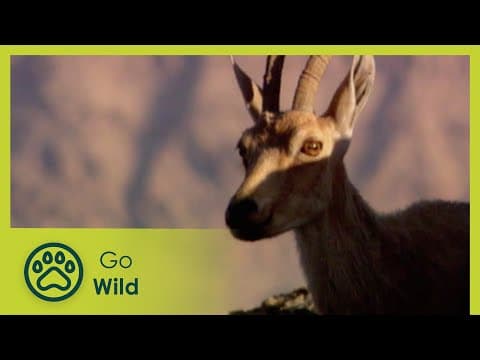 The height of life - mountains - animal antics