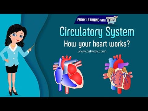 How Your Heart Works? - Human Circulatory System - Circulatory System and its Functions