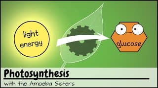 Photosynthesis UPDATED