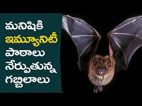 How bats immunity is different from human | Eduscope health videos in telugu