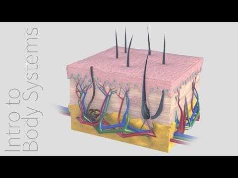 Integumentary system 101 - layers of the skin
