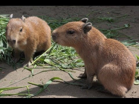 Newborn Capybaras in Japan