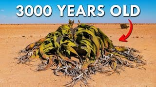 Welwitschia | One Of The Oldest Living Plants In The World