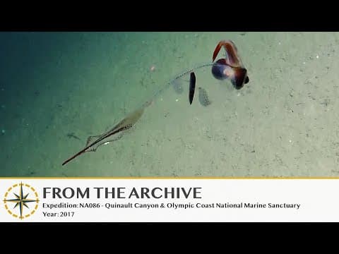 Translucent Cockatoo Squid Flutters By