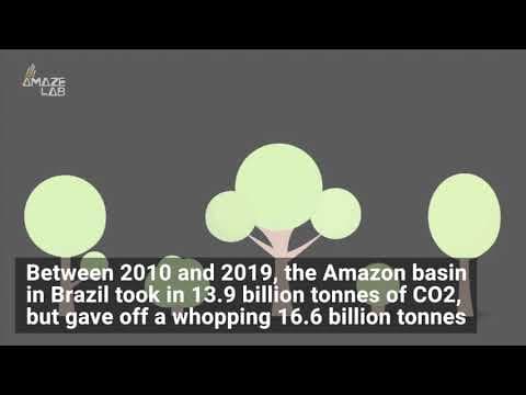 The Amazon Rainforest Now Gives off More Carbon Than It Absorbs