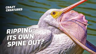 Pelicans Can Pull Their Spines Out of Their Mouths