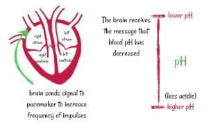 How does your heart know when to beat faster