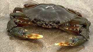 Facts |Giant Mud Crabs