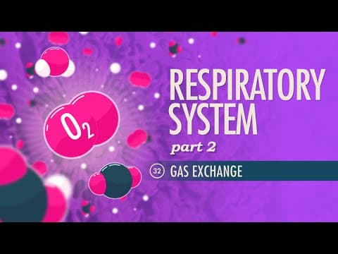 Respiratory System, Part 2: Crash Course Anatomy & Physiology #32 - YouTube