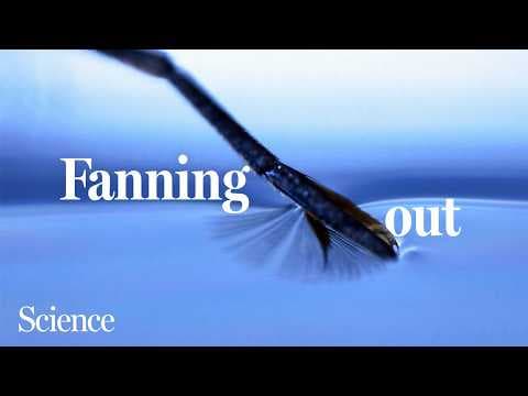 How these aquatic insects skate across the surface with ease - YouTube