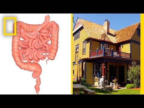 6 Weird Facts About Your Body | National Geographic - YouTube