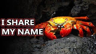 Red Rock Crab facts |but which one