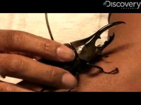 Hercules Beetle - YouTube