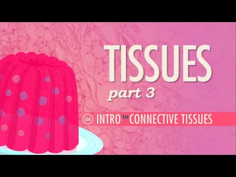 Tissues, Part 3 - Connective Tissues: Crash Course Anatomy & Physiology #4