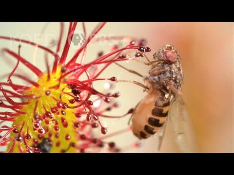 Cape Sundews Trap Bugs In A Sticky Situation | Deep Look - YouTube
