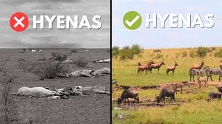 Why Nature Needs Hyenas and Here's What They Do