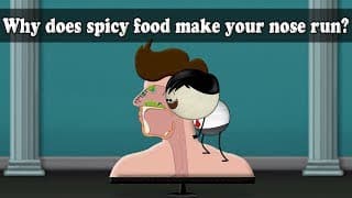 Why does spicy food make your nose run aumsum kids science education children
