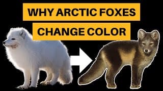 Why Arctic Foxes Change Color