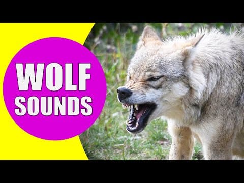 WOLF HOWLING SOUNDS - Listen to the Sound of Wolves Howling