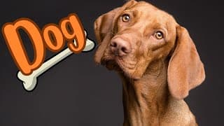 Dogs Exploring the World of Mans Best Friend