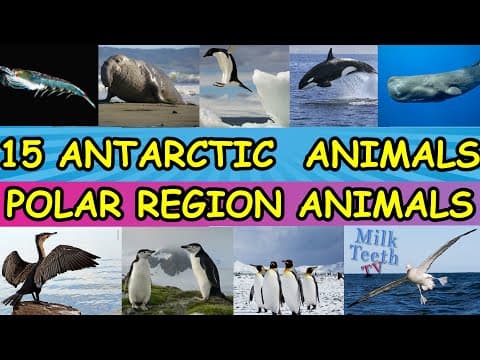 15 Interesting Antarctic Animals or Animals of South pole with Pictures and facts for Smart Kids