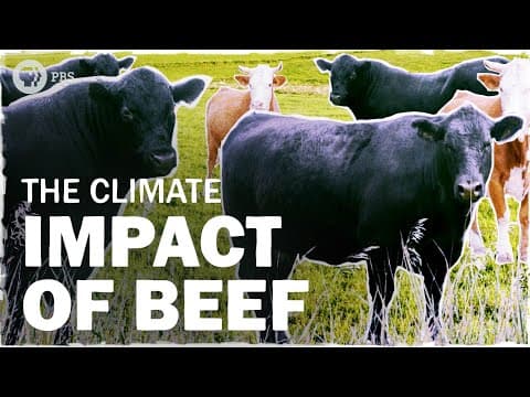 Beef is Bad for the Climate… But How Bad? | Hot Mess
