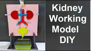 kidney working model 3d making using waste materials | science fair project